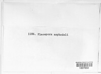 Pleospora asphodeli image